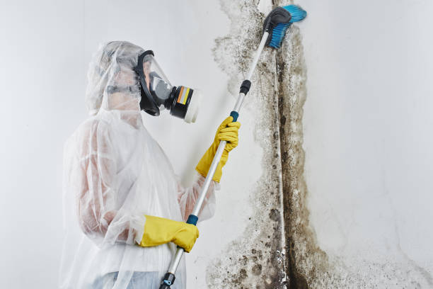 Best Mold Damage Repair  in Monterey, CA