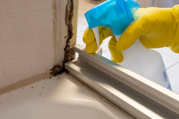 Best Mold Removal Company Near Me  in Monterey, CA