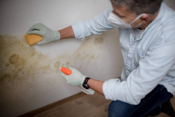 Best Certified Mold Removal  in Monterey, CA