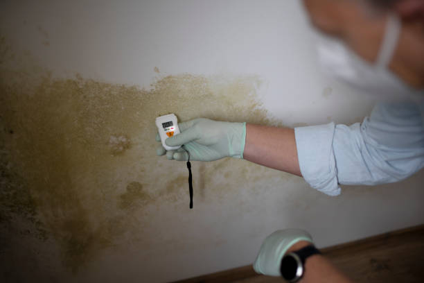 Best Mold Cleaning Services  in Monterey, CA