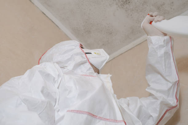 Trusted Monterey, CA Mold Removal Experts
