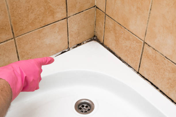 Attic Mold Removal in Monterey, CA